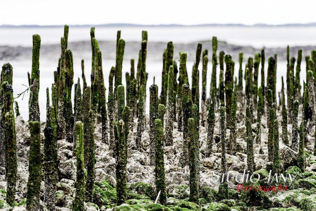 Berck-sur-Mer-0229.jpg