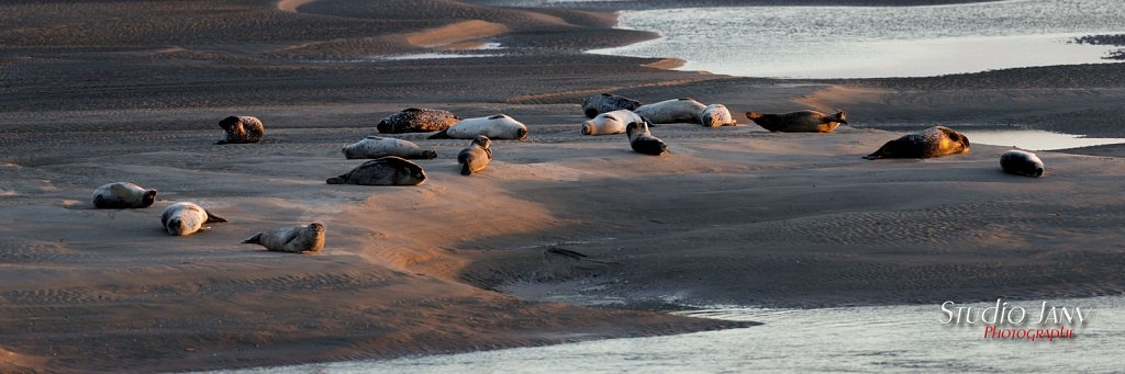 Berck-sur-Mer-0357.jpg