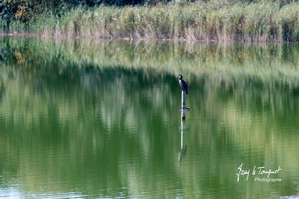 Baie-de-Somme-0117.jpg