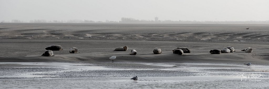 Berck-sur-Mer-0489.jpg