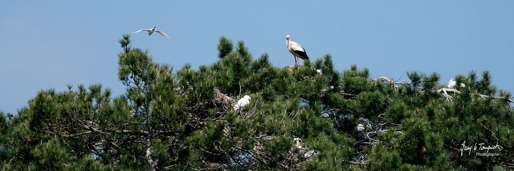 Baie-de-Somme-0198.jpg