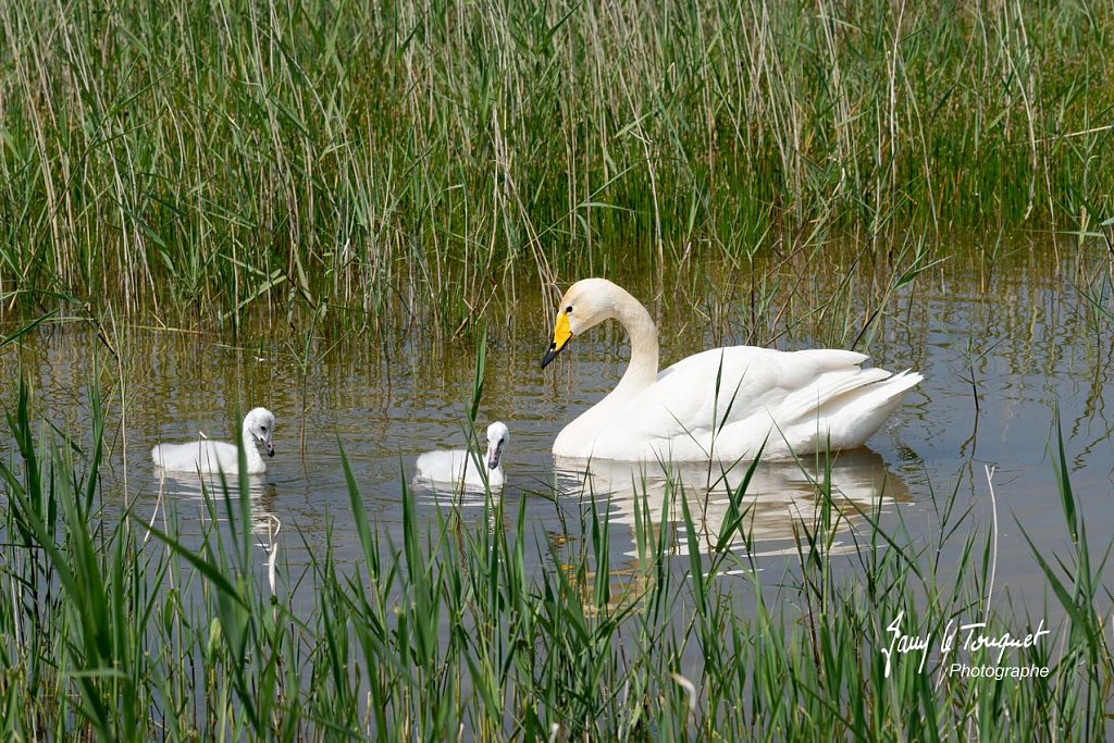 Baie-de-Somme-0199.jpg