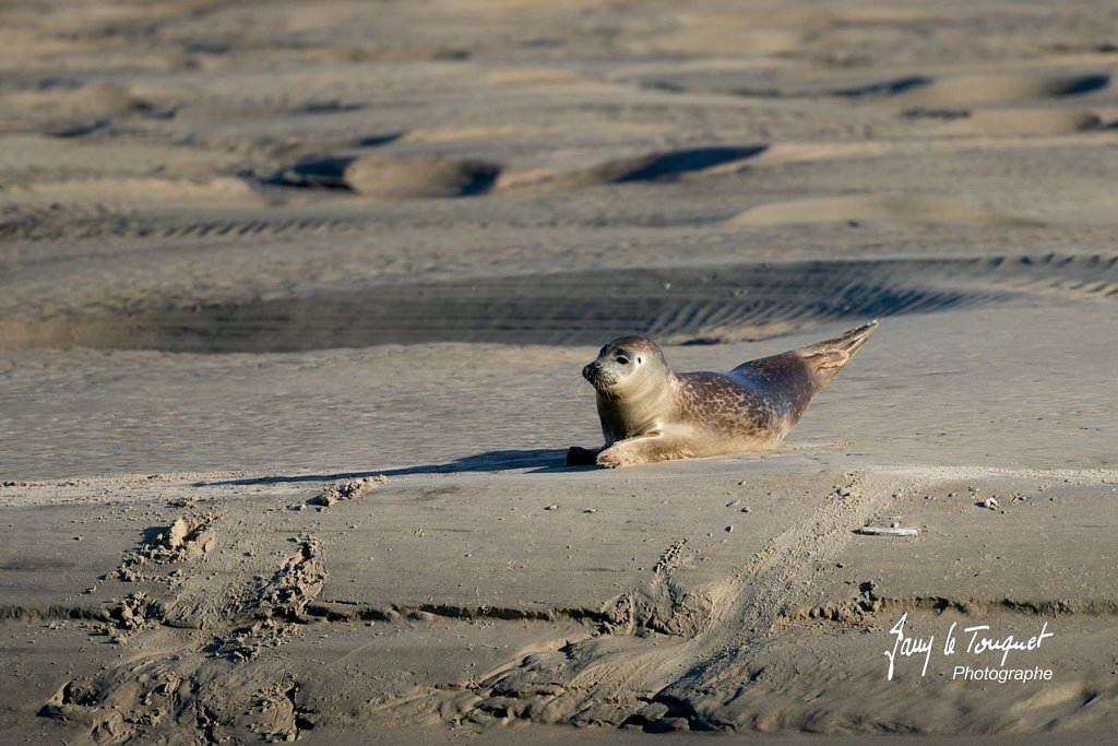 Berck-sur-Mer-0576.jpg