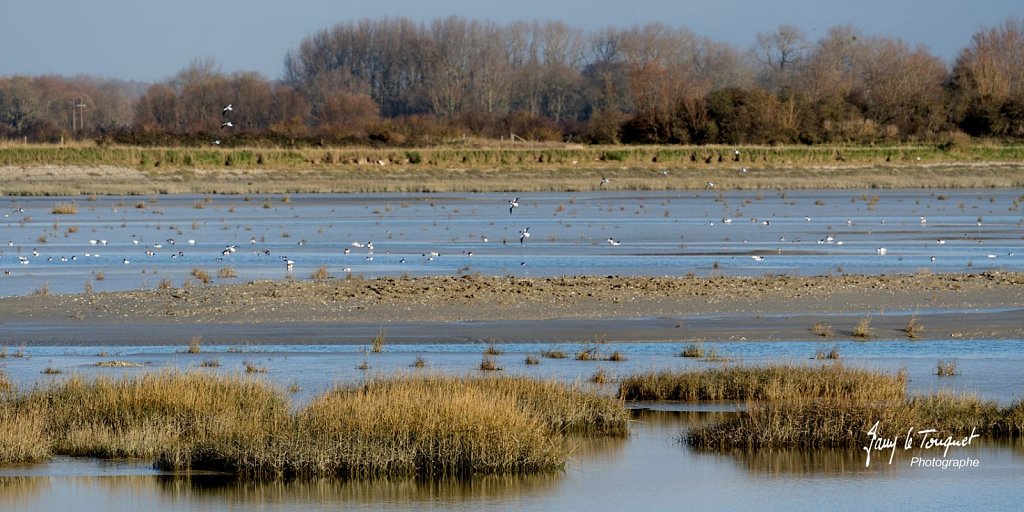 Baie-de-Somme-0279.jpg