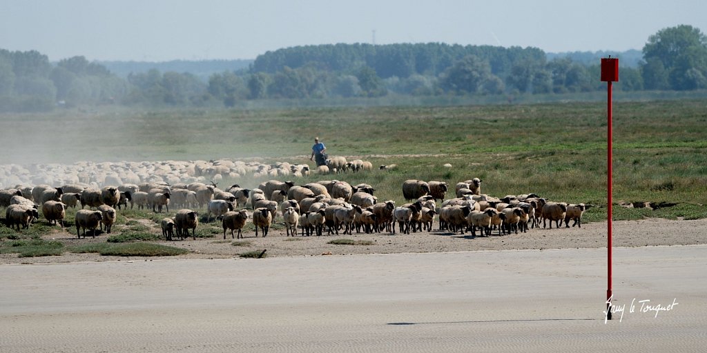 Baie-de-Somme-0316.jpg