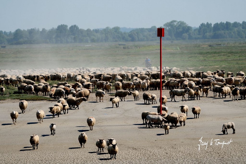 Baie-de-Somme-0318.jpg