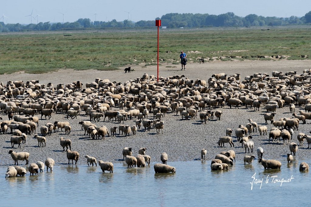 Baie-de-Somme-0319.jpg