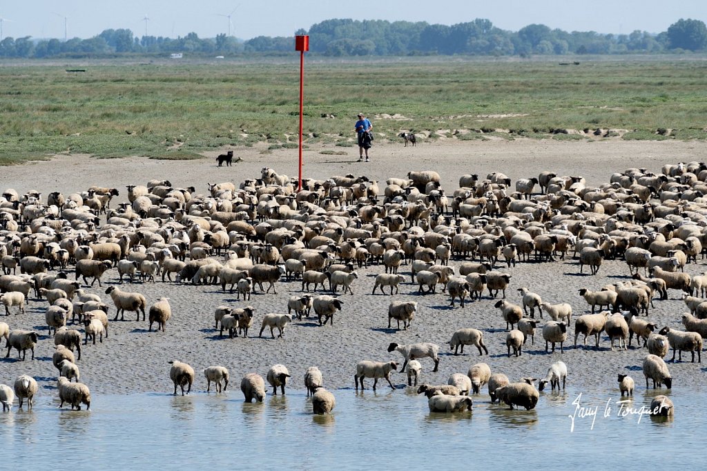 Baie-de-Somme-0320.jpg