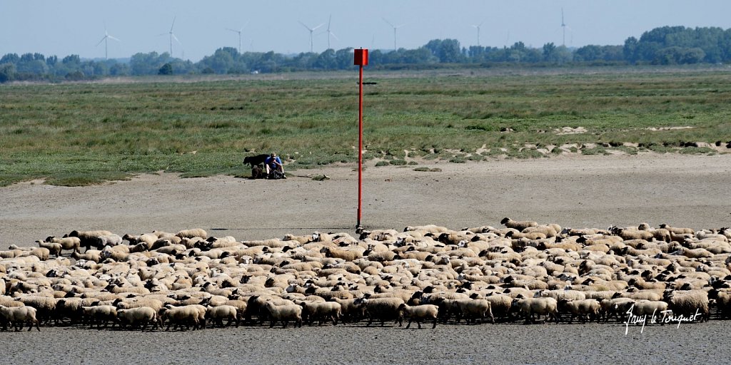 Baie-de-Somme-0323.jpg