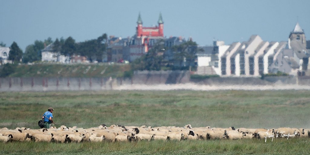 Baie-de-Somme-0329.jpg