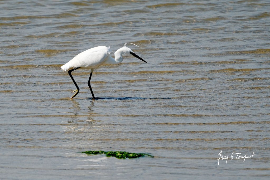 Baie-de-Somme-0342.jpg