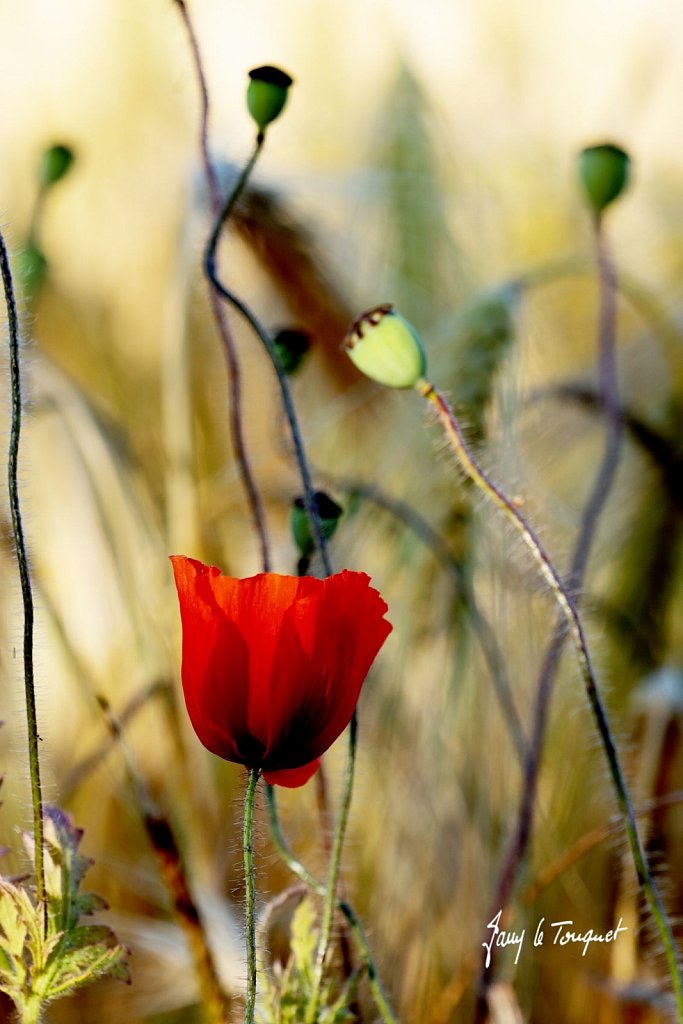 Photos Notre Campagne