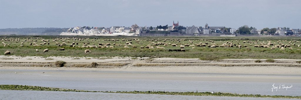 Baie-de-Somme-0374.jpg