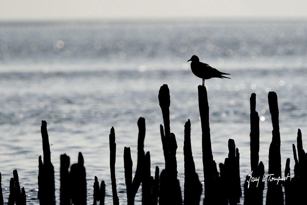 Berck-sur-Mer-0846.jpg