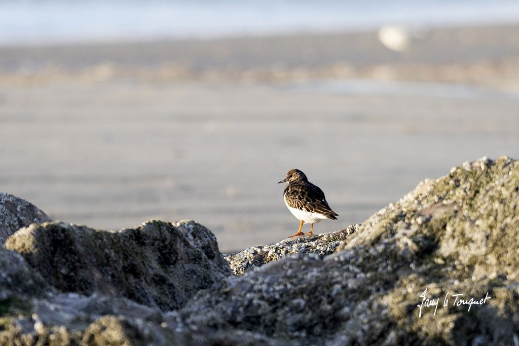 Berck-sur-Mer-0936.jpg