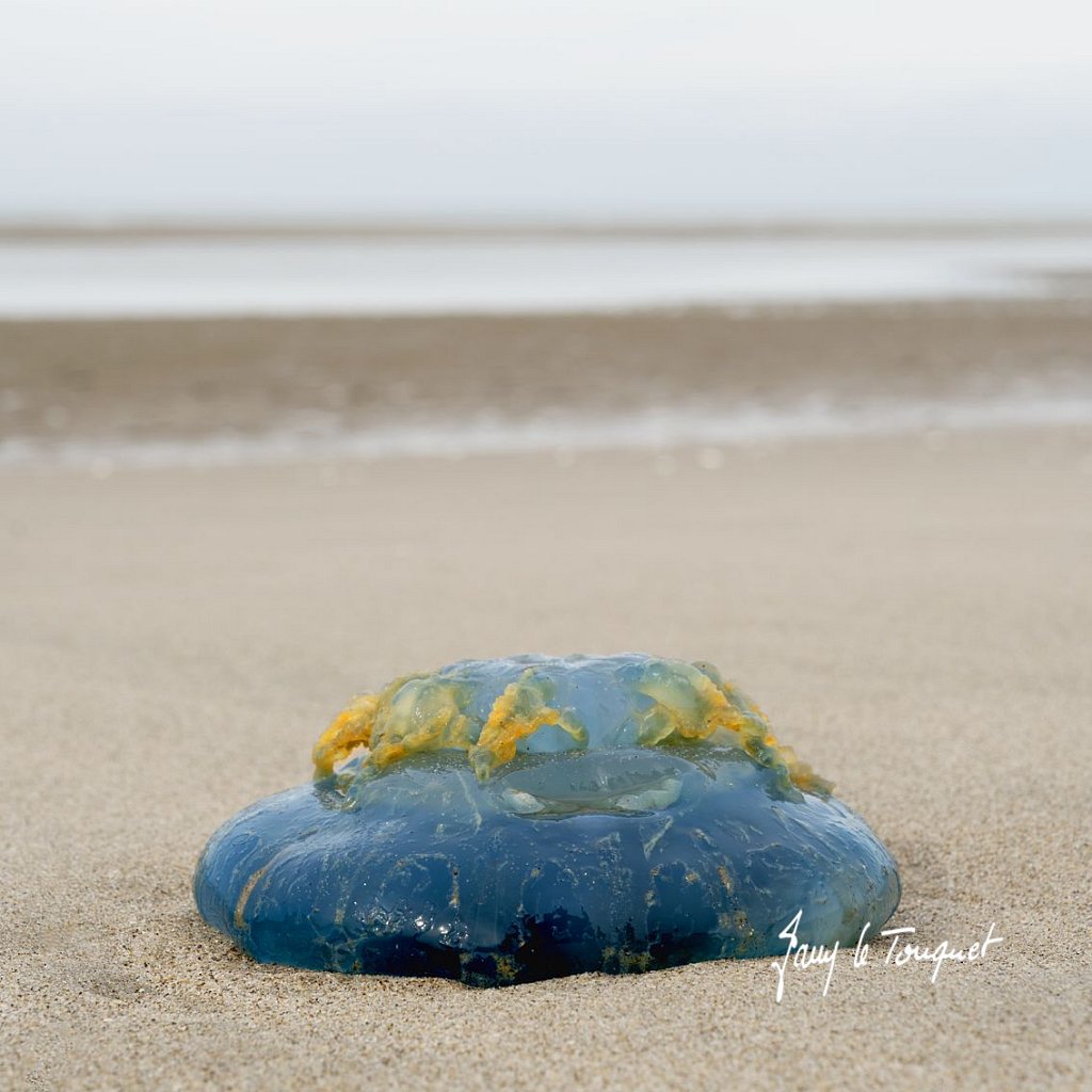 Le-Touquet-2078.jpg